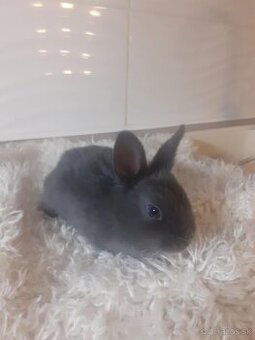 Predáme zakrslich zajačikov