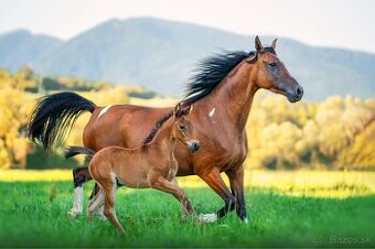 Krásna arabská kobylka na predaj