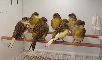Gloster Fancy kanáriky
