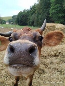 Práca na farme