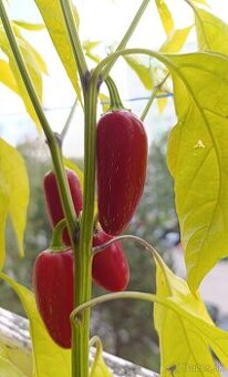 Jalapeno, feferony