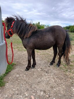 Mini shetland pony kobyla. 70cm.
