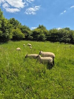 Clun forest