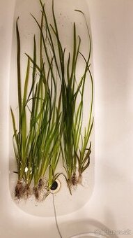 Vallisneria spiralis red