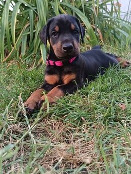 Doberman