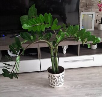 Zamioculcas
