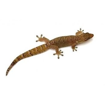 Gekon panenský Lepidodactylus lugubris