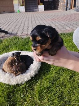 Predám Yorkshire teriér