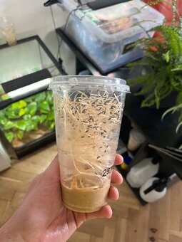 Hydei nelietave octomilky