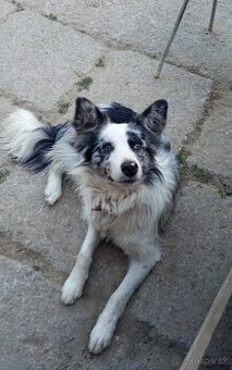 Border kolia-blue merle