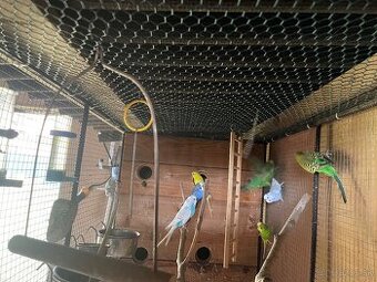 Andulky + klietka voliera - 1