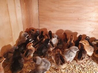 3-dňové kurčatá Dominant a Dominat GreenShell