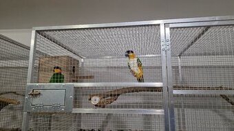 Amazonik Ciernotemenny