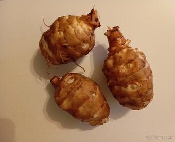 Predam topinambur v BIO kvalite