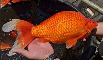 Zlatý karas - Trenčín