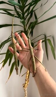 Obrovská pakobylka Pharnacia ponderosa