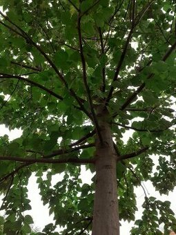 Cisarsky strom Paulownia a Aloe vera
