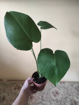 MONSTERA DELICIOSA