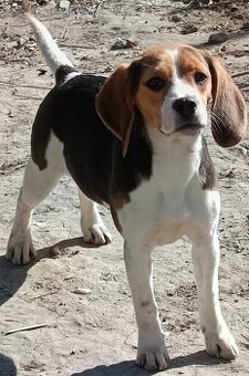 Beagle, bigel, bigl bez PP