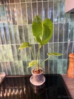 Anthurium Veitchii