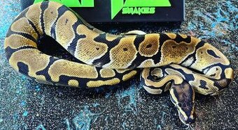 Predám samicu Python regius enchi - 1