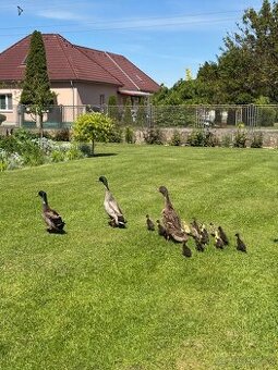 Predám indické bežce/ indický bežec
