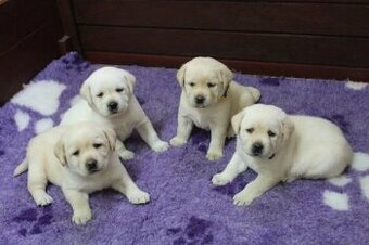 Darujem šteniatka labradora
