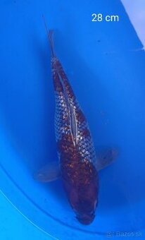 Koi kapor japan