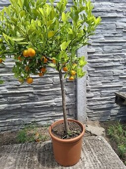 Predám citrusy