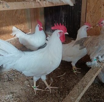 Leghorn - 1