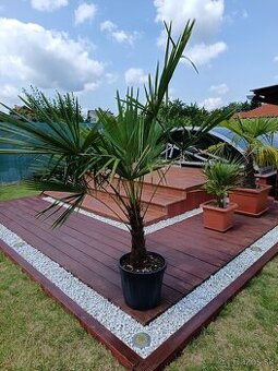 Predám palmu, Trachycarpus fortunei