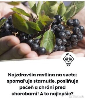 ARONIA- PLODY