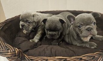 Francúzsky buldoček