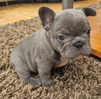 Francúzsky buldoček