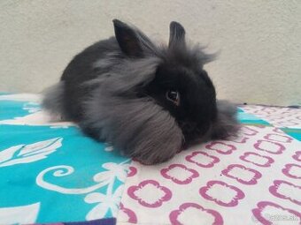 Zakrslý králik,zakrsly zajačik,zdrobneny zajačik