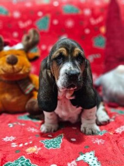 Basset hound , basset , baset