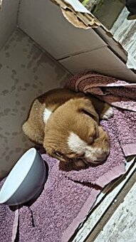 Staford-krizeni s pitbullom