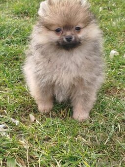Predám fenkú pomeranian s PP fci