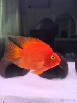 Parrot red