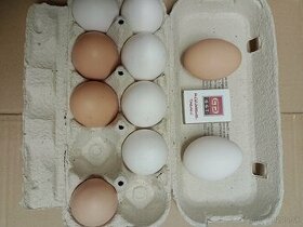Domáce vajíčka - 1