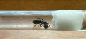 Predam mravce camponotus vagus