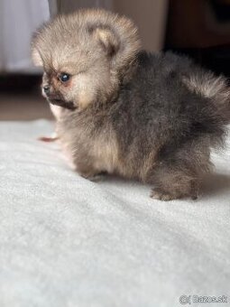 Pomeranian mini