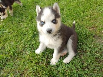 Šteniatka sibírsky husky