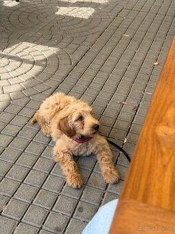 Golden doodle šteniatko