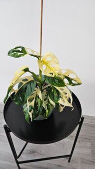 Monstera adansonii veriegata - izbova rastlina