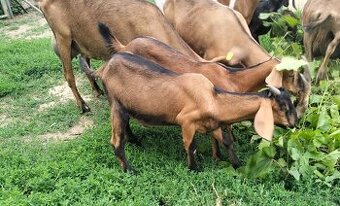Kozľata do chovu aj na mäso