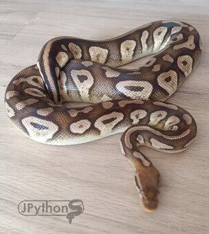 Adult samica 0.1 Pastel mojave / python regius