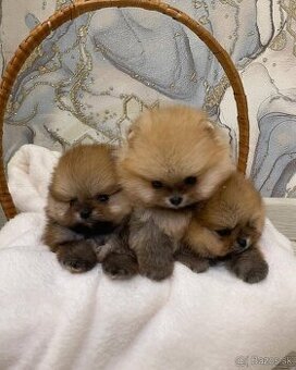 Pomeranian