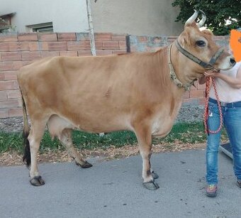 Jersey krava