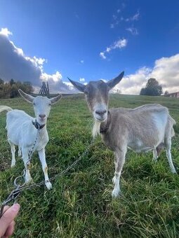 Predám 2 kozy – hnedú a bielu